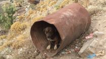 Κτηνωδία: Κρατούσε πέντε σκύλους δεμένους σε βαρέλια