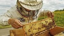 Σημαντική εκδήλωση: Εκπαιδεύοντας τους μελισσοκόμους