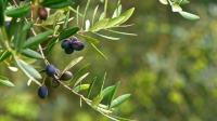 Ελιά: οι συστάσεις του Περιφ.Κέντρου Φυτο-υγειονομικού ελέγχου για τις ασθένειες αυτής της εποχής