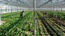 Δισεπίλυτο πρόβλημα η έλλειψη εργατων γης στην Κρήτη