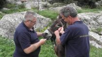 Ανοιξιάτικη επίσκεψη για την φροντίδα ιπποειδών και στη Μεσαρά