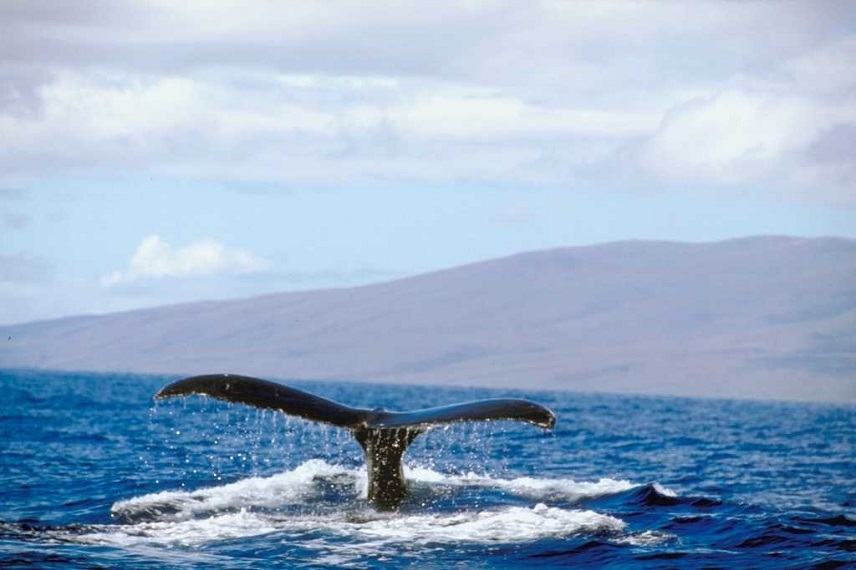 Φάλαινα κατάπιε 40 κιλά πλαστικές σακούλες και πέθανε