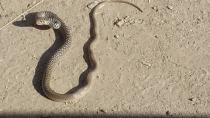 Μεγάλο φίδι εντόπισε ιδιοκτήτης θερμοκηπίου κοντά στους Καλούς Λιμένες