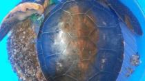 Εσωσαν μια βαριά τραυματισμένη χελώνα στην Αγία Γαλήνη
