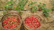 Φράουλες χωρίς φυτοφάρμακα με πολυτιμη βοήθεια