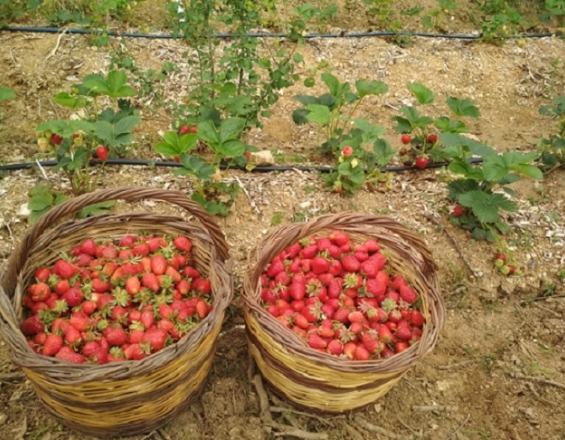 Φράουλες χωρίς φυτοφάρμακα με πολυτιμη βοήθεια