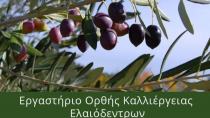 ΚΕΚ ΤΕΧΝΙΚΕΣ ΣΧΟΛΕΣ του Επιμελητηρίου Ηρακλείου- μαθήματα ορθής καλλιέργειας ελιάς