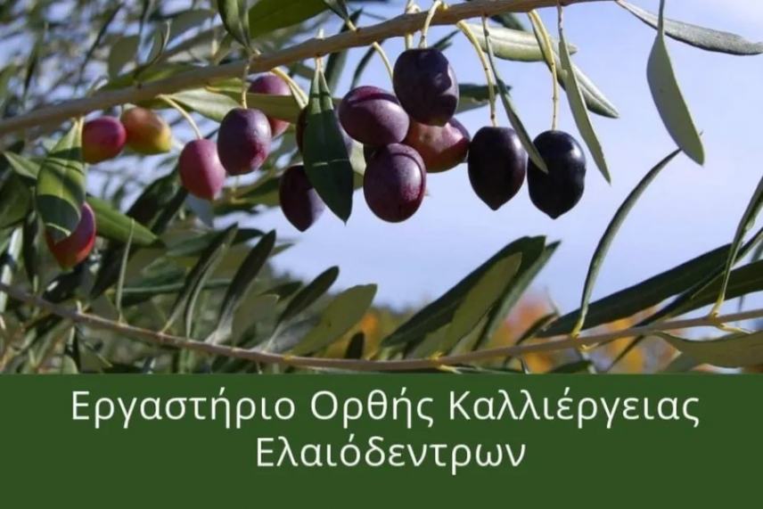 ΚΕΚ ΤΕΧΝΙΚΕΣ ΣΧΟΛΕΣ του Επιμελητηρίου Ηρακλείου- μαθήματα ορθής καλλιέργειας ελιάς