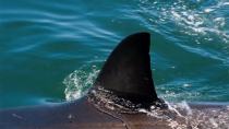 Καρχαρίας 7 μέτρα πιάστηκε από Αγιογαληνιώτη ψαρά βαθιά στο Λιβικό πέλαγος