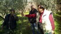 Πρακτική εκπαίδευση για το κλάδεμα της ελιάς στο Σίβα