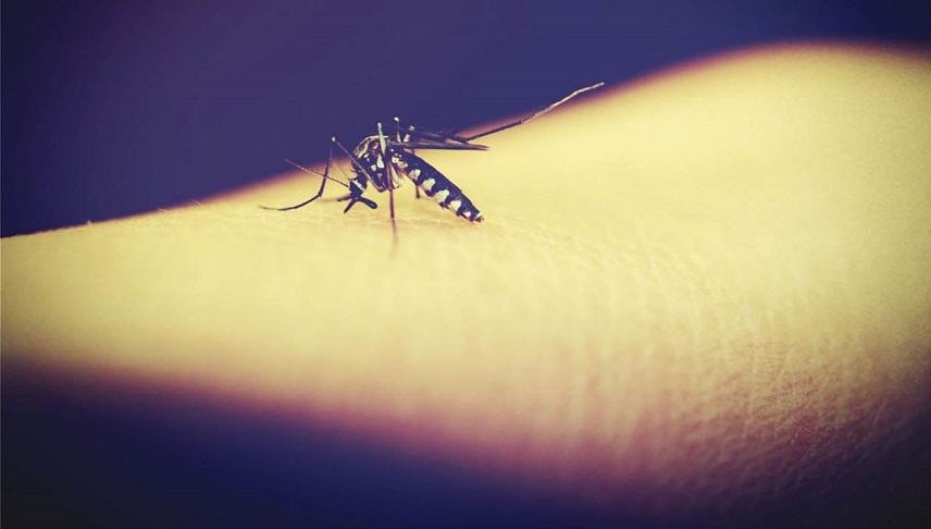 Πώς επιλέγουν τα κουνούπια ποιον  θα τσιμπήσουν;