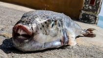 «Μεγάλο πλήγμα για τους αλιείς της Κρήτης η εξάπλωση των λαγοκέφαλων στη Μεσόγειο»