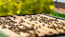 Τα προϊόντα που προέρχονται από μέλισσες πιθανόν να καταστέλλουν τα καρκινικά κύτταρα