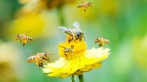 Οι μέλισσες εθίζονται στα φυτοφάρμακα όπως οι άνθρωποι στα τσιγάρα.