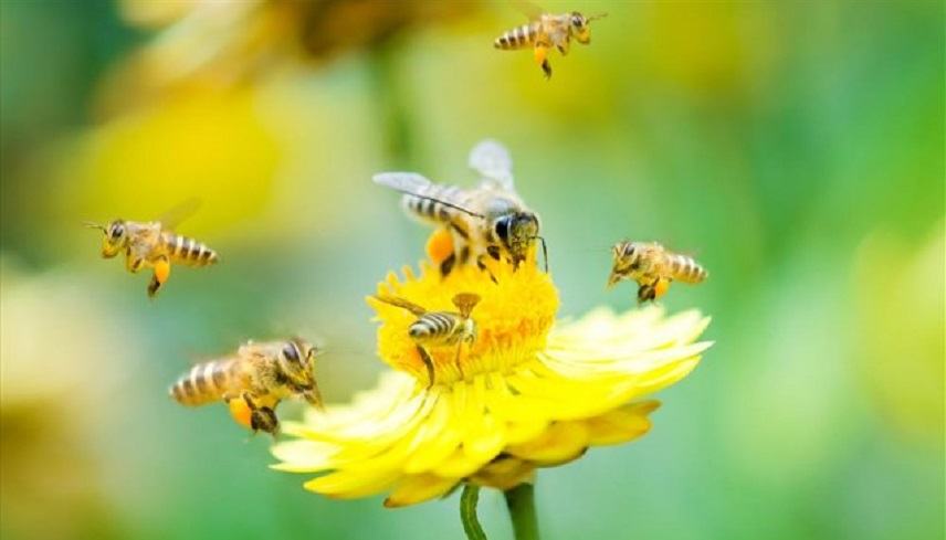 Οι μέλισσες εθίζονται στα φυτοφάρμακα όπως οι άνθρωποι στα τσιγάρα.