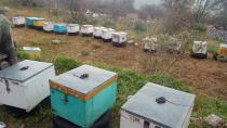 8 εκατ. ευρώ για την ενίσχυση της μελισσοκομίας