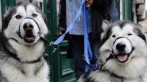 Αγγλία: Θα δίνουν πρόστιμα για τα περιττώματα σκύλων μέσω ταυτοποίησης DNA