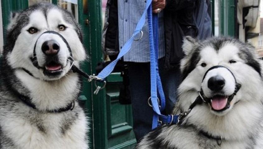 Αγγλία: Θα δίνουν πρόστιμα για τα περιττώματα σκύλων μέσω ταυτοποίησης DNA