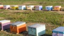 Ελλάδα: Η χώρα με τους περίπου 15.000 μελισσοκόμους
