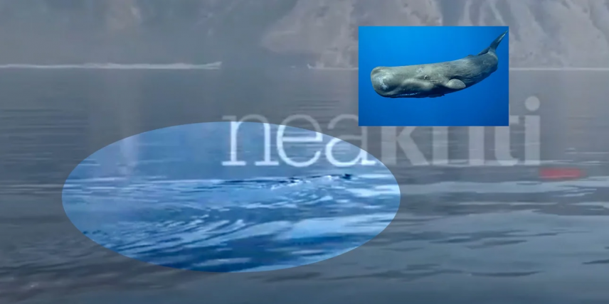 Φάλαινα φυσητήρας εντοπίστηκε στα νότια της Κρήτης -Εντυπωσιακά βίντεο