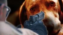 Εντοπίστηκε από την ΕΛ.ΑΣ., ο δράστης που πυροβόλησε σκύλο