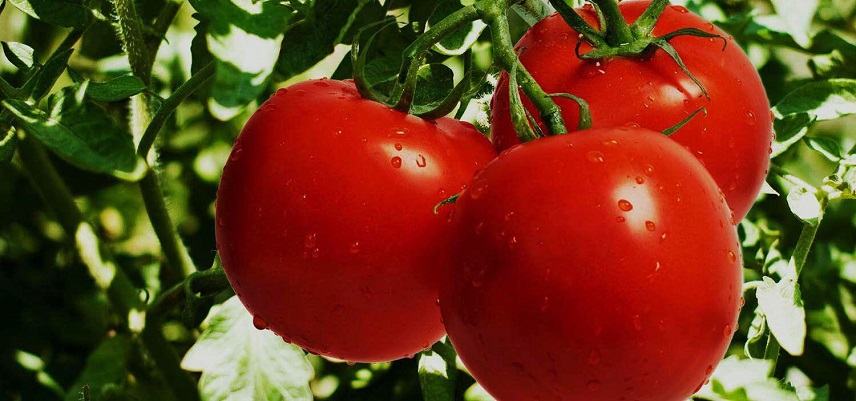 Ντομάτες, οι αγαπημένες του καλοκαιριού – Δείτε τι καλό κάνουν στον οργανισμό