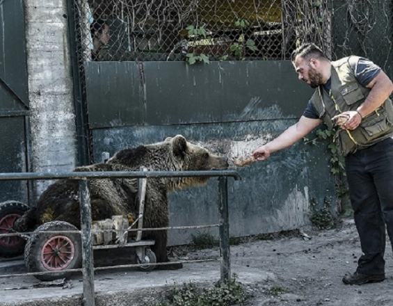 Πέθανε ο Ούσκο, το πρώτο αρκουδάκι με αναπηρικό αμαξίδιο