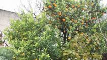 Πορτοκαλιά και λεμονιά στο ίδιο δένδρο!