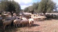 Κτηνοτρόφοι: Χάθηκε το 25% του ζωικού κεφαλαίου σε ένα χρόνο