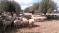Κτηνοτρόφοι: Χάθηκε το 25% του ζωικού κεφαλαίου σε ένα χρόνο