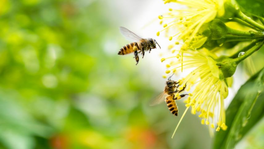 Παγκόσμια Ημέρα Μέλισσας: Γιατί είναι τόσο σημαντική για την ανθρώπινη ύπαρξη