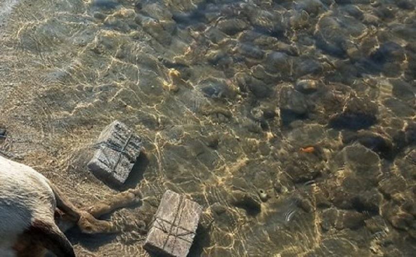 Ελλάδα:Άγρια κακοποίηση σκύλου – Έδεσαν πέτρες και τον πέταξαν στη θάλασσα