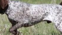 Κυνηγετικός Σύλλογος Τυμπακιου: Aνακοίνωση για τη λειτουργία του χώρου εκγύμνασης κυνηγετικών σκύλων