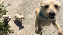 Σκυλίτσα εγκαταλείφθηκε με τα κουταβάκια της και αναζητούν σπίτι