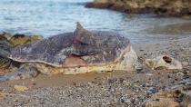 Mια τεράστια χελώνα νεκρή στην παραλία