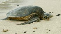 Χελώνα ξεβράστηκε νεκρή απο τη θάλασσα σε παραλία των Γουβών